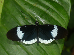 Heliconius cydno alithea