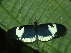 Heliconius cydno alithea