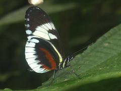 Heliconius cydno alithea