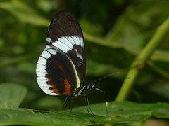 Heliconius cydno alithea