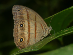 Megeuptychia antonoe