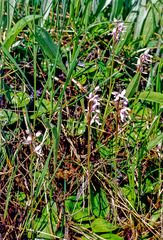 Galearis rotundifolia