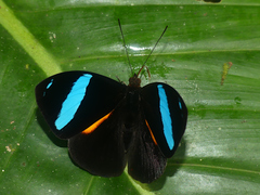 Nessaea aglaura