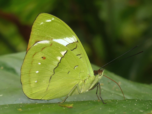 Nessaea aglaura (Doubleday)