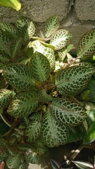 Episcia