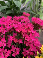 Kalanchoe blossfeldiana