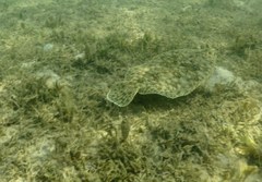 Pseudorhombus jenynsii