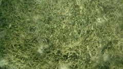 Pseudorhombus jenynsii