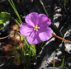 Drosera cuneifolia
