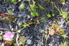 Drosera cuneifolia