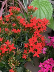 Kalanchoe blossfeldiana