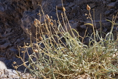 Penstemon fruticiformis