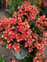 Kalanchoe blossfeldiana