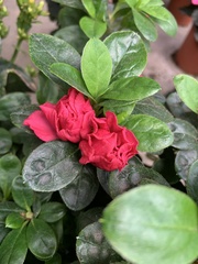 Rhododendron