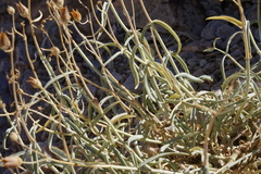 Penstemon fruticiformis