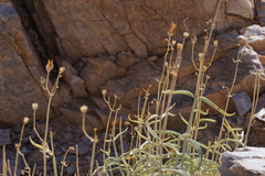Penstemon fruticiformis