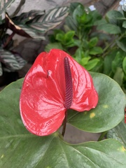 Anthurium