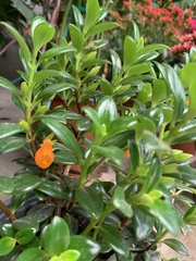 Magnoliopsida