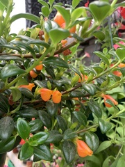 Magnoliopsida