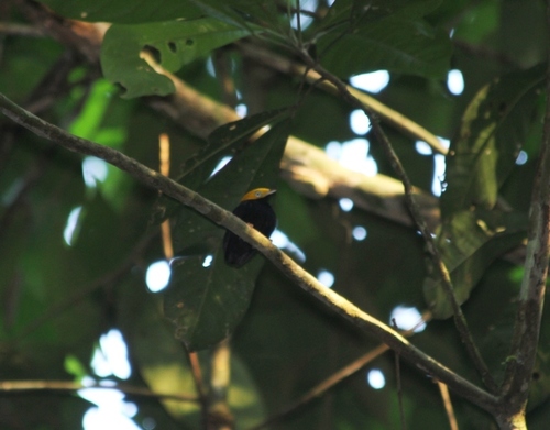 Golden-headed Manakin (Ceratopipra erythrocephala), photo 10