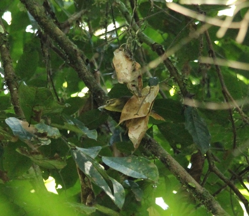Rufous-rumped Foliage-gleaner (Neophilydor erythrocercum), photo 7