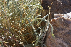 Penstemon fruticiformis