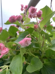 Begonia