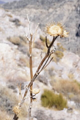 Cirsium mohavense
