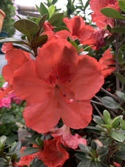 Rhododendron