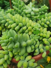 Sedum