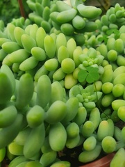 Sedum