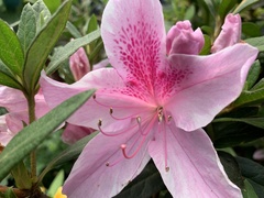 Rhododendron