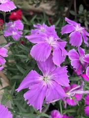 Dianthus