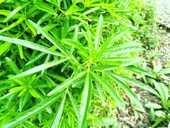 Melicytus lanceolatus