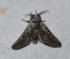 Pseudopanthea palata