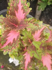 Coleus