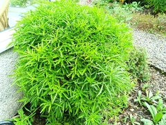 Melicytus lanceolatus