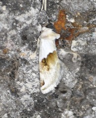 Plagiomimicus dimidiata