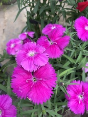 Dianthus