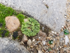 Riccia