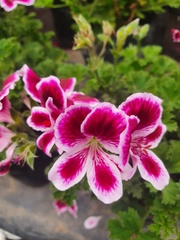 Pelargonium