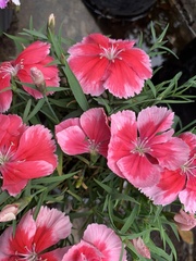Dianthus