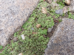 Riccia