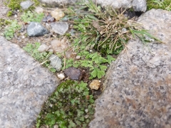 Riccia
