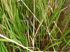 Sympetrum danae