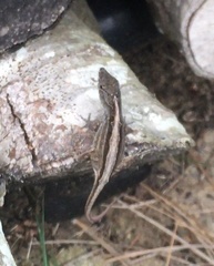 Anolis sagrei