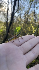 Mermiria intertexta