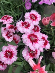 Dianthus
