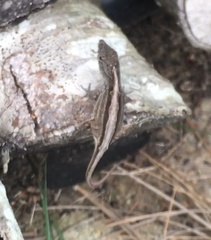 Anolis sagrei
