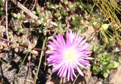 Lampranthus falciformis